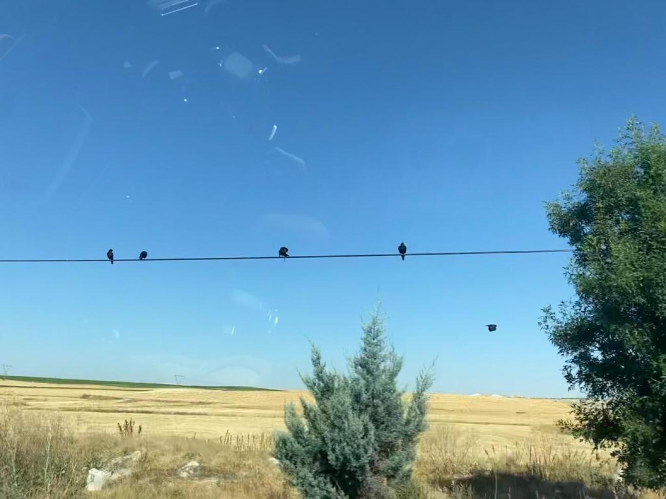 Birds on electric wires under blue skies