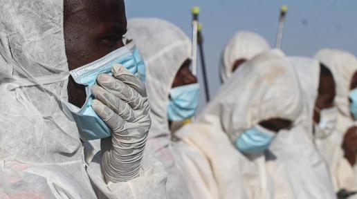 Participants in FAO's Desert locust response work in Somalia wearing face masks