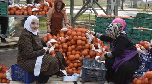 Three women are packing oranges