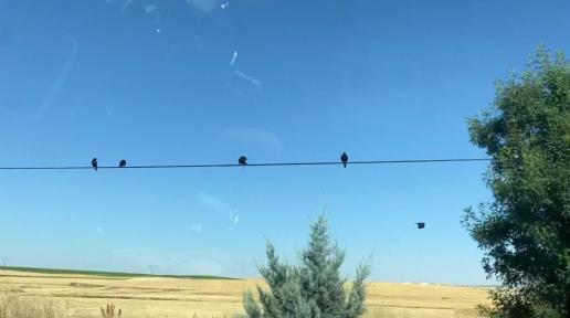 Birds on electric wires under blue skies